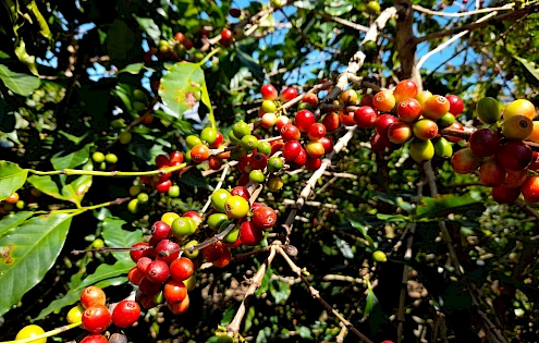 Plantación de café en venta en Alto Quiel